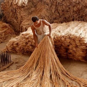 Jute